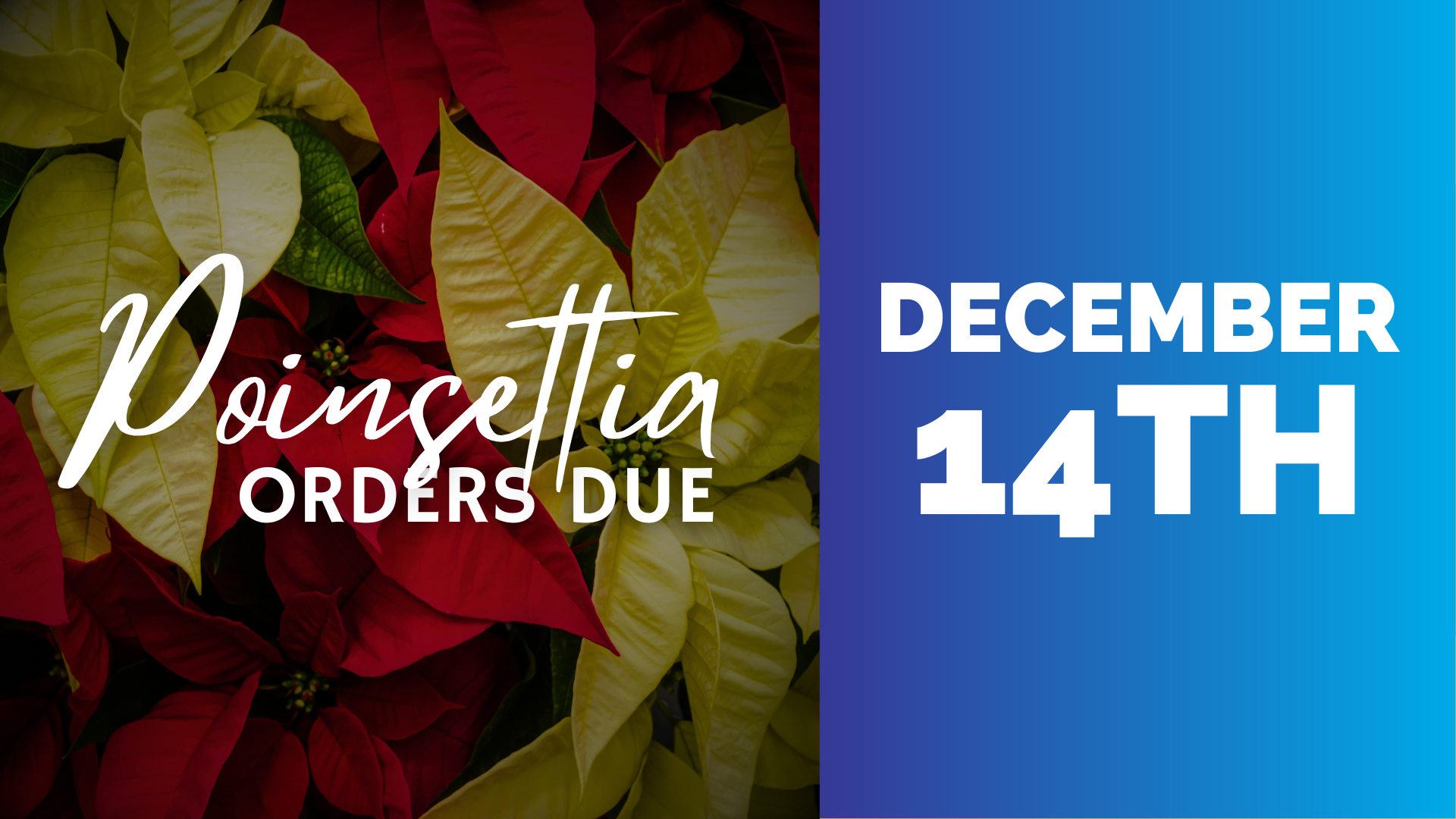 Walk, Run, Remember!