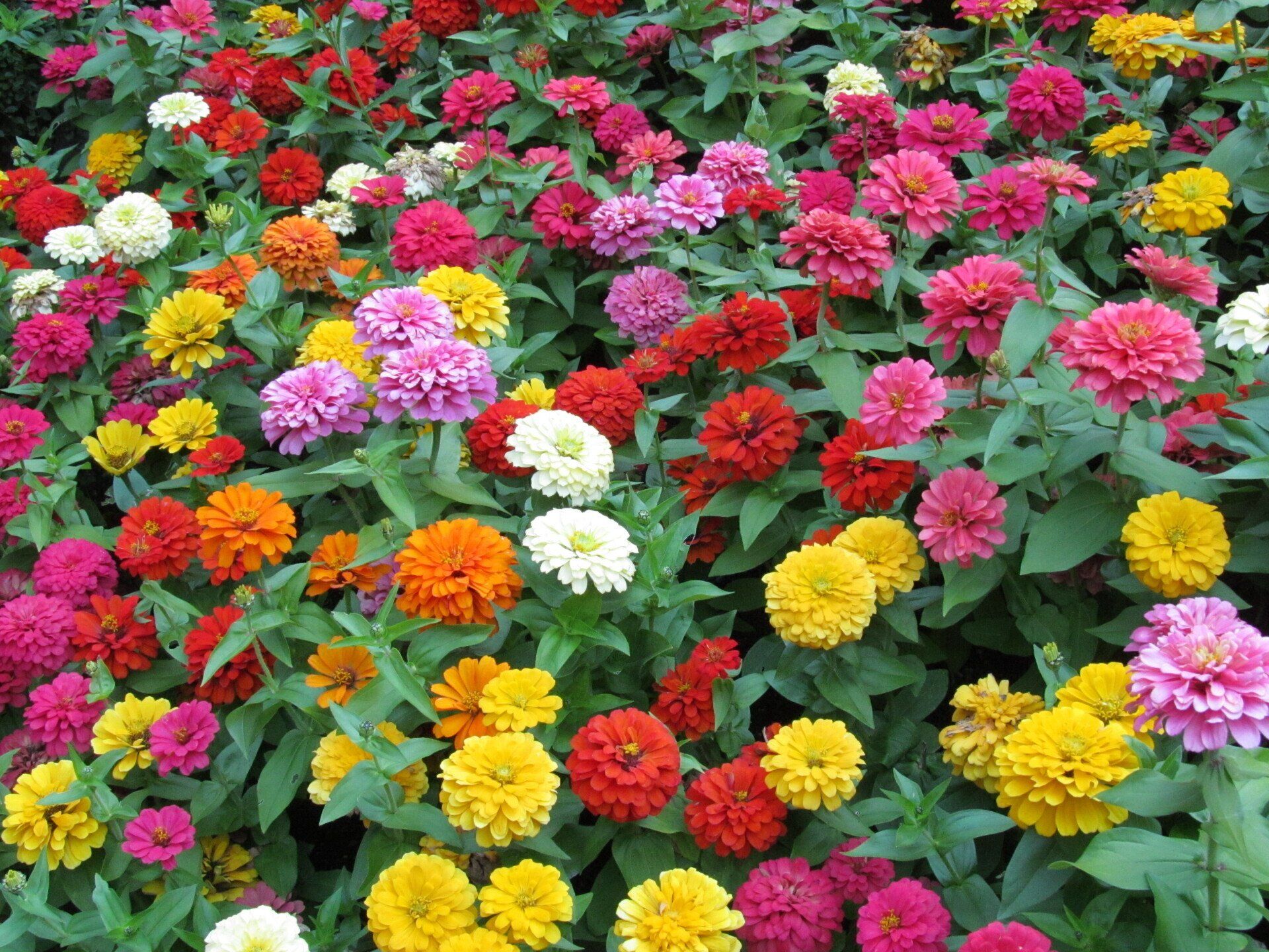 Image of Flowerbed Full of Multicolored Zinnias