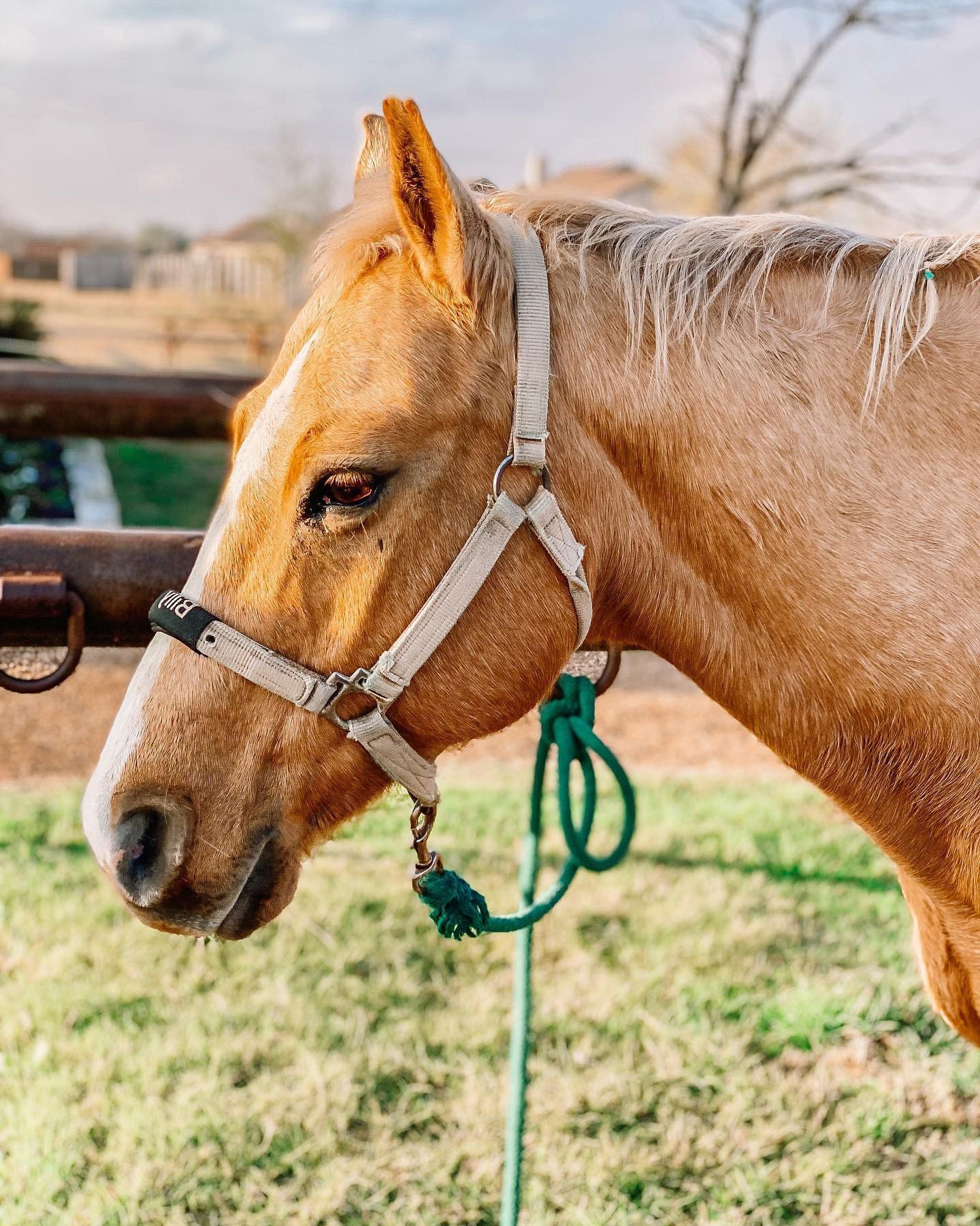 Palomino horse wearing a white halter, standing in a grassy field with a green rope attached.