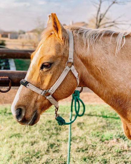 Palomino horse wearing a white halter, standing in a grassy field with a green rope attached.