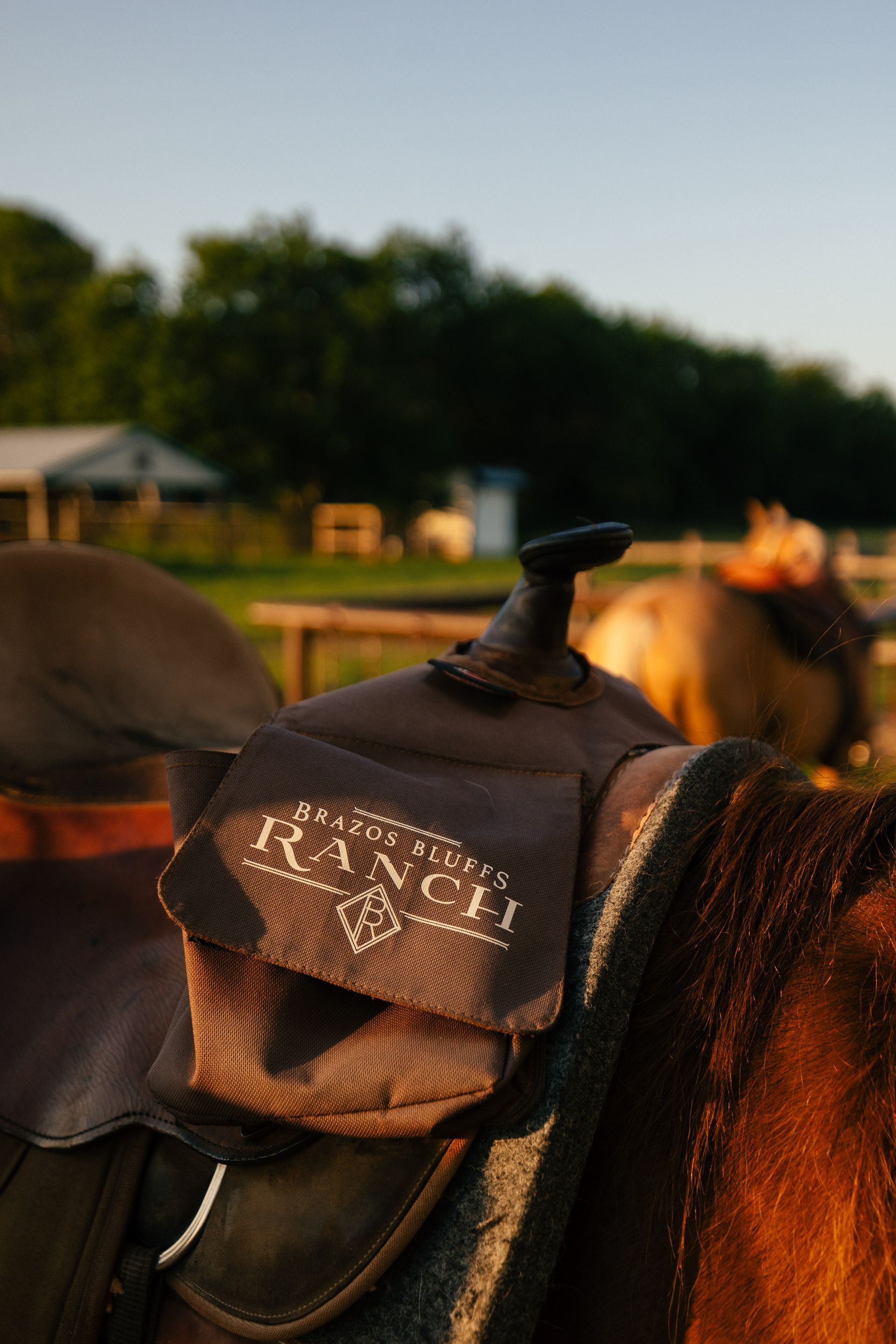 Saddle on a brown horse with