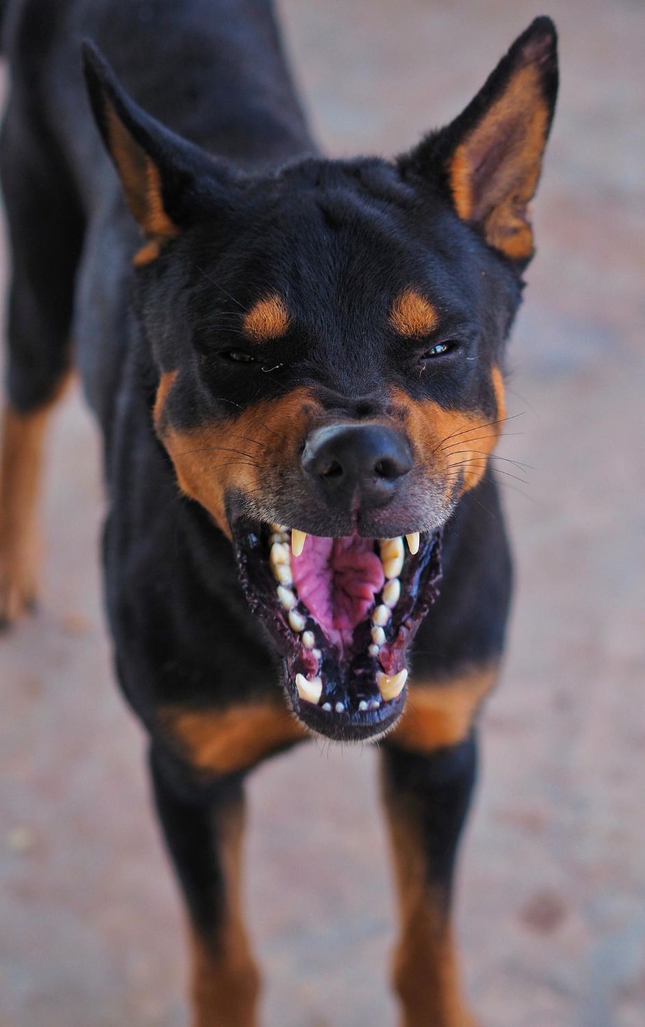 Dog bites can lead to medical bills, lost wages, and lasting trauma. Learn how our Houston attorneys help victims recover compensation after an attack.