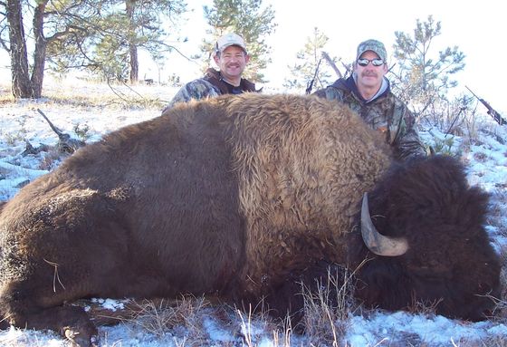 Buffalo hunting South Dakota, South Dakota Buffalo hunt