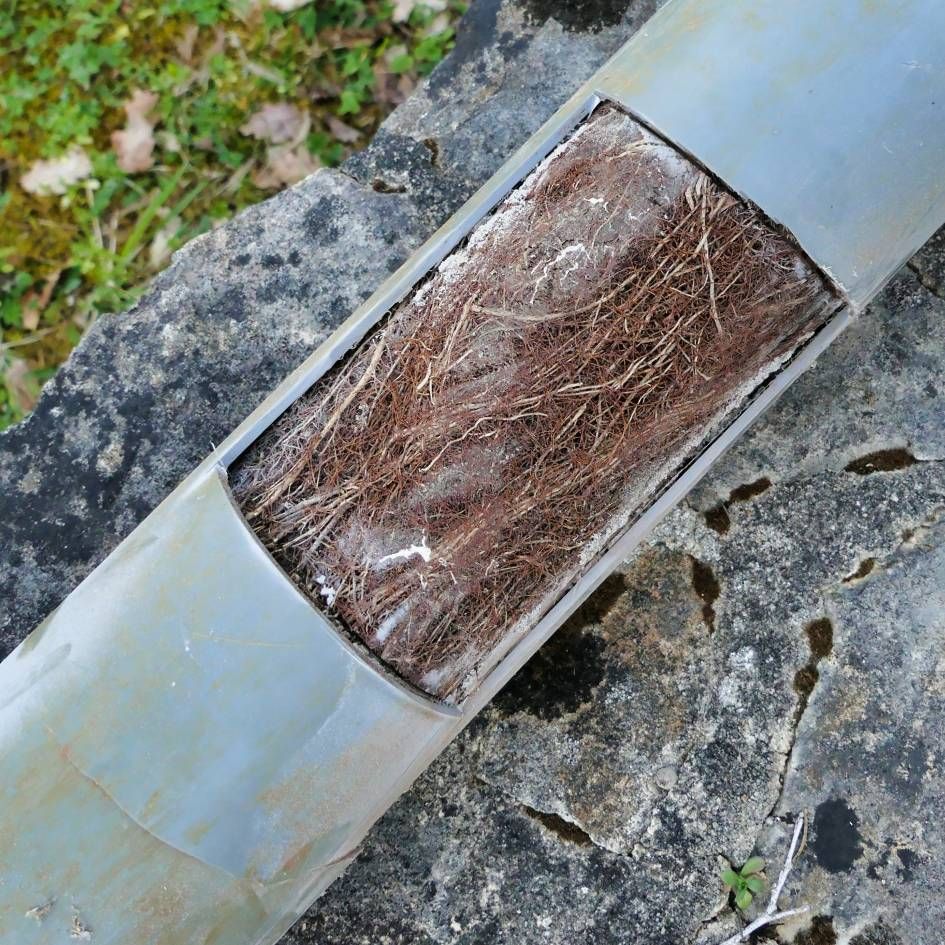 cheap tree root removal services in toledo ohio