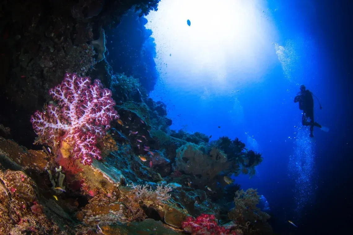 A scuba diver explores a colorful coral reef near a rock wall, with light filtering through the deep blue ocean above.