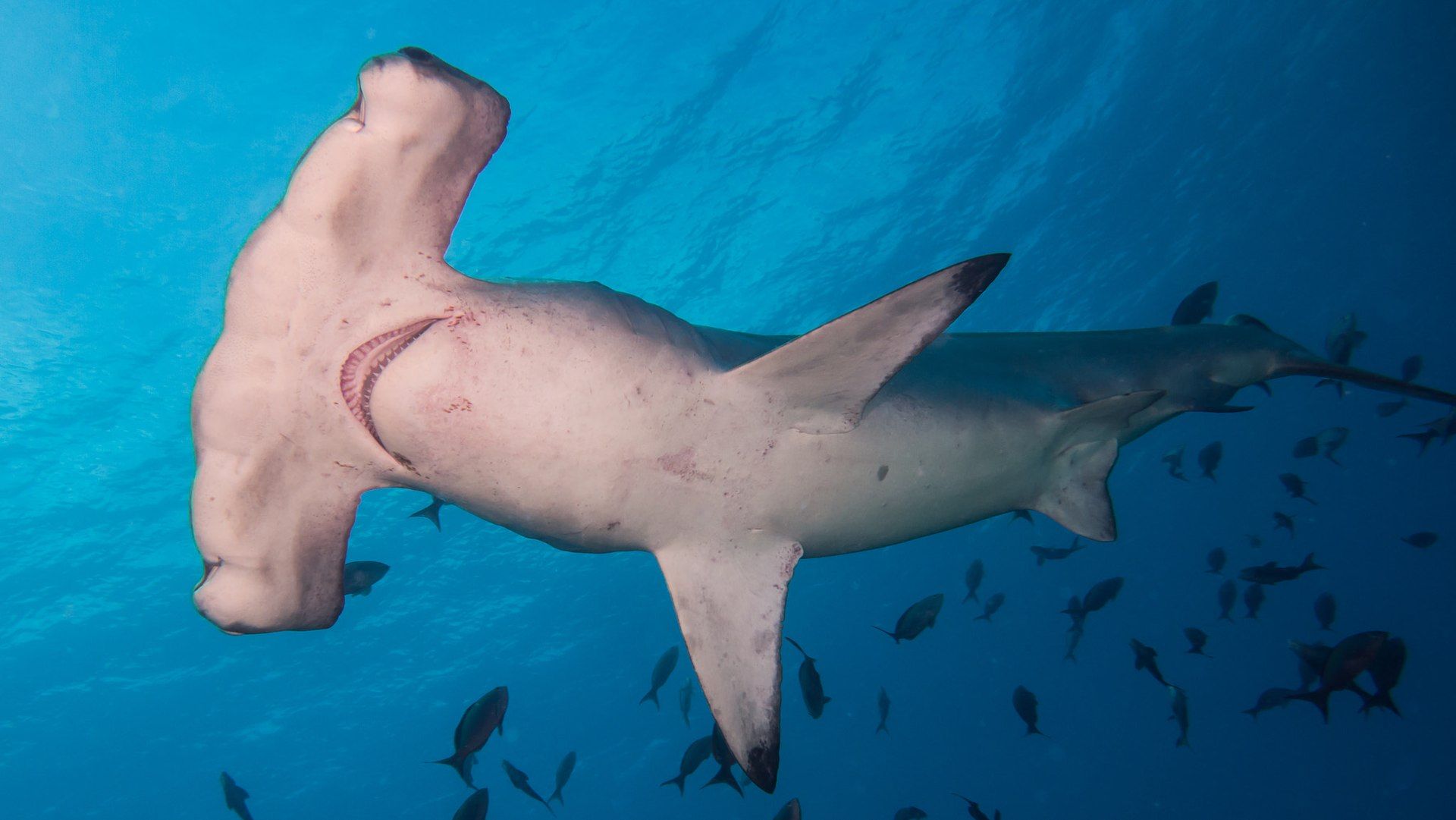 A hammerhead shark swims through clear blue water, surrounded by a small school of fish.