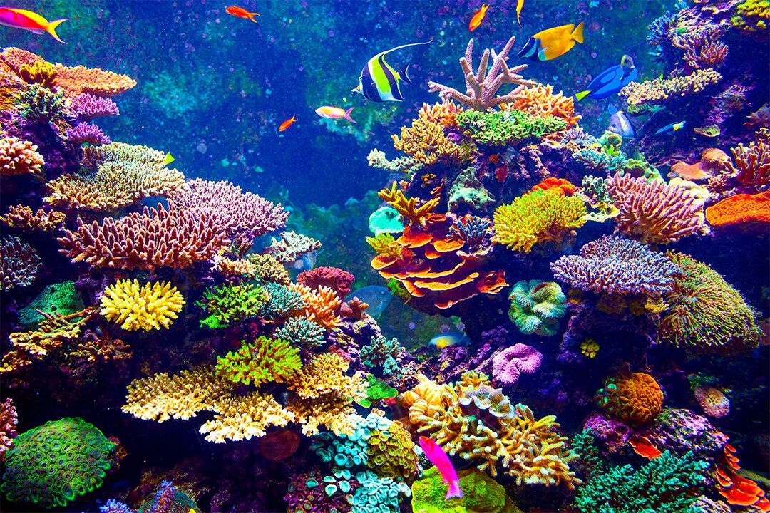 A vibrant coral reef teeming with colorful coral formations and various small tropical fish swimming in clear blue water.