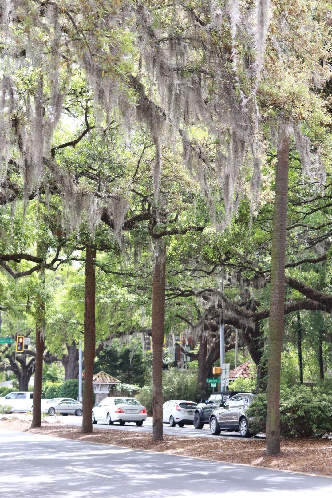 Tree-lined parking area with hanging moss, parked cars, and a paved street in the background