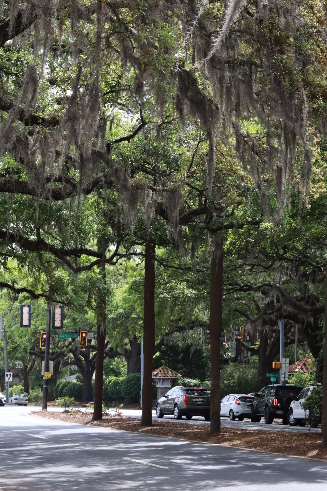 Tree-lined street with parked cars beneath hanging moss and a green traffic light.