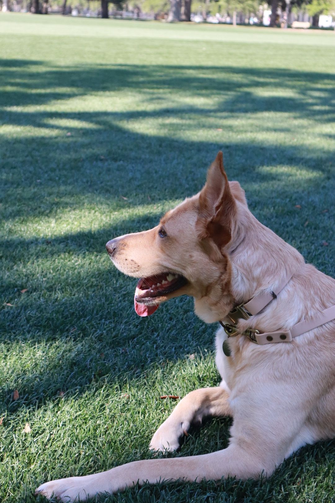 Tan dog lying on grass in a sunny park, panting and looking left