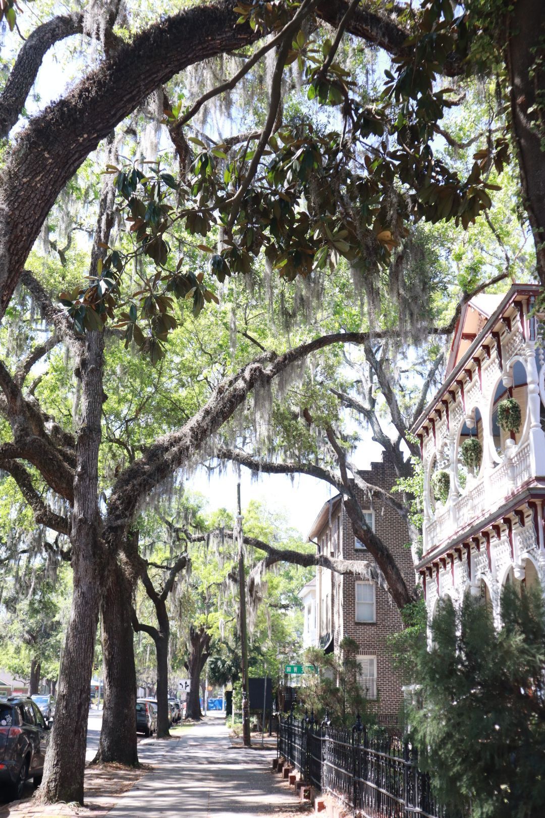 Tree-lined sidewalk beside an ornate white building with arched windows and hanging moss in dappled sunlight