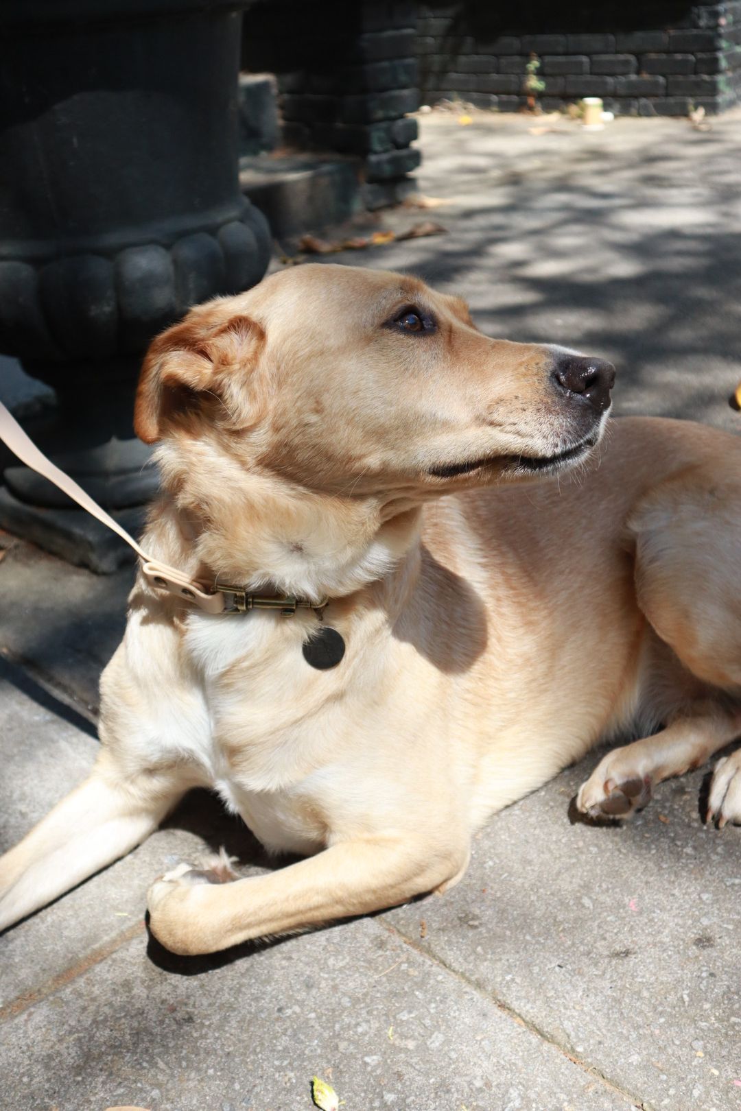 Tan dog lying on a leash in dappled sunlight, looking to the side.