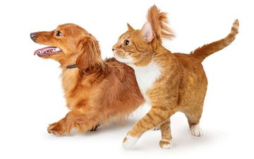 Expert Vet Care Lansing Mi Riverfront Animal Hospital