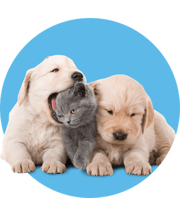 Veterinary Services Lansing Mi Riverfront Animal Hospital