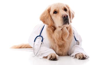 Expert Vet Care Lansing Mi Riverfront Animal Hospital