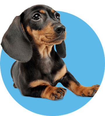 Expert Vet Care Lansing Mi Riverfront Animal Hospital