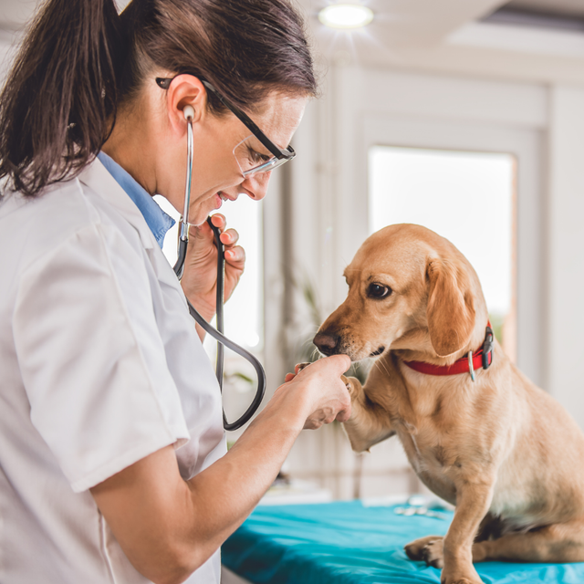 Veterinary and animal health industry digital marketing
