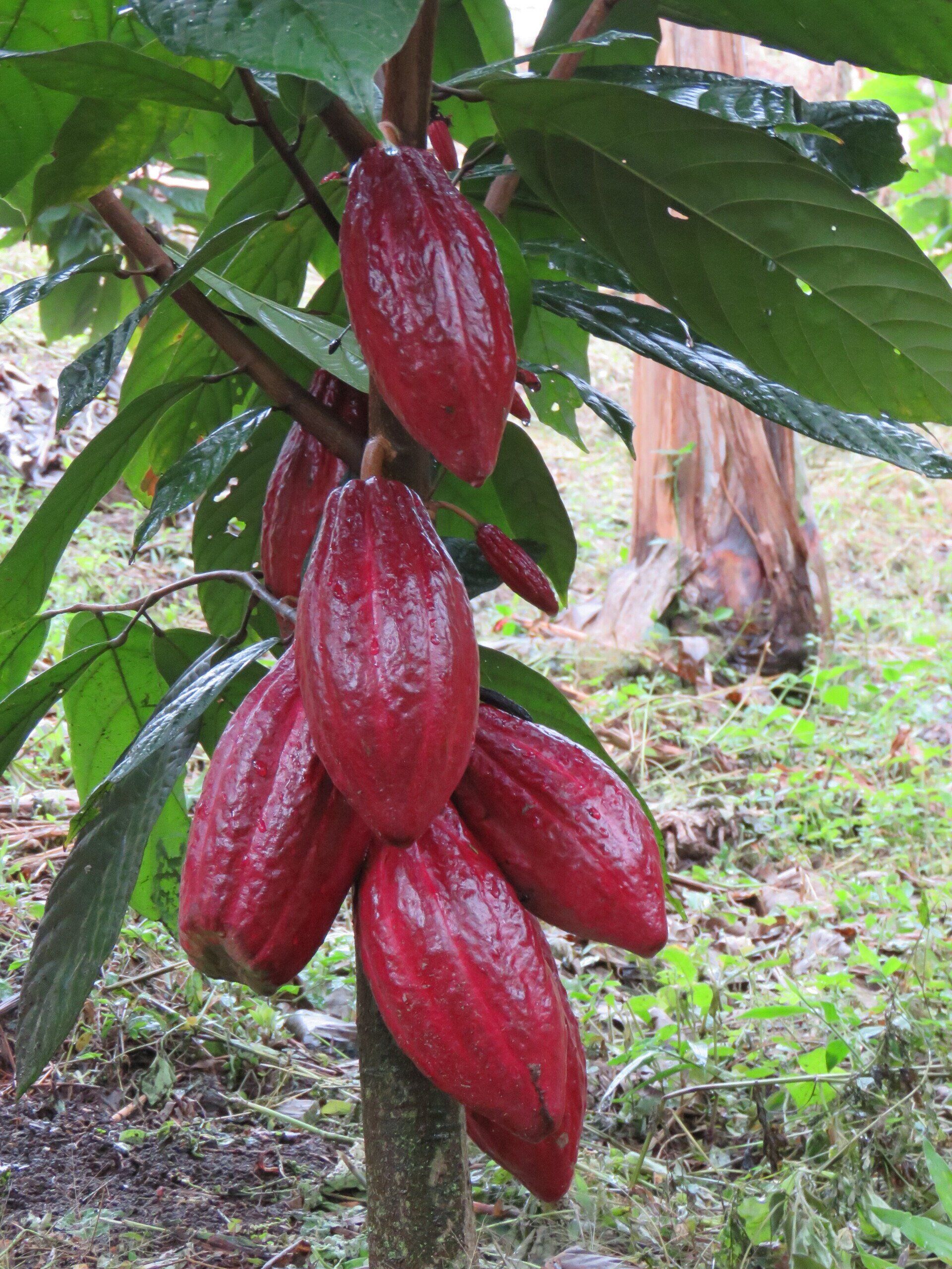 cacao colombiano casa rivera del cacao