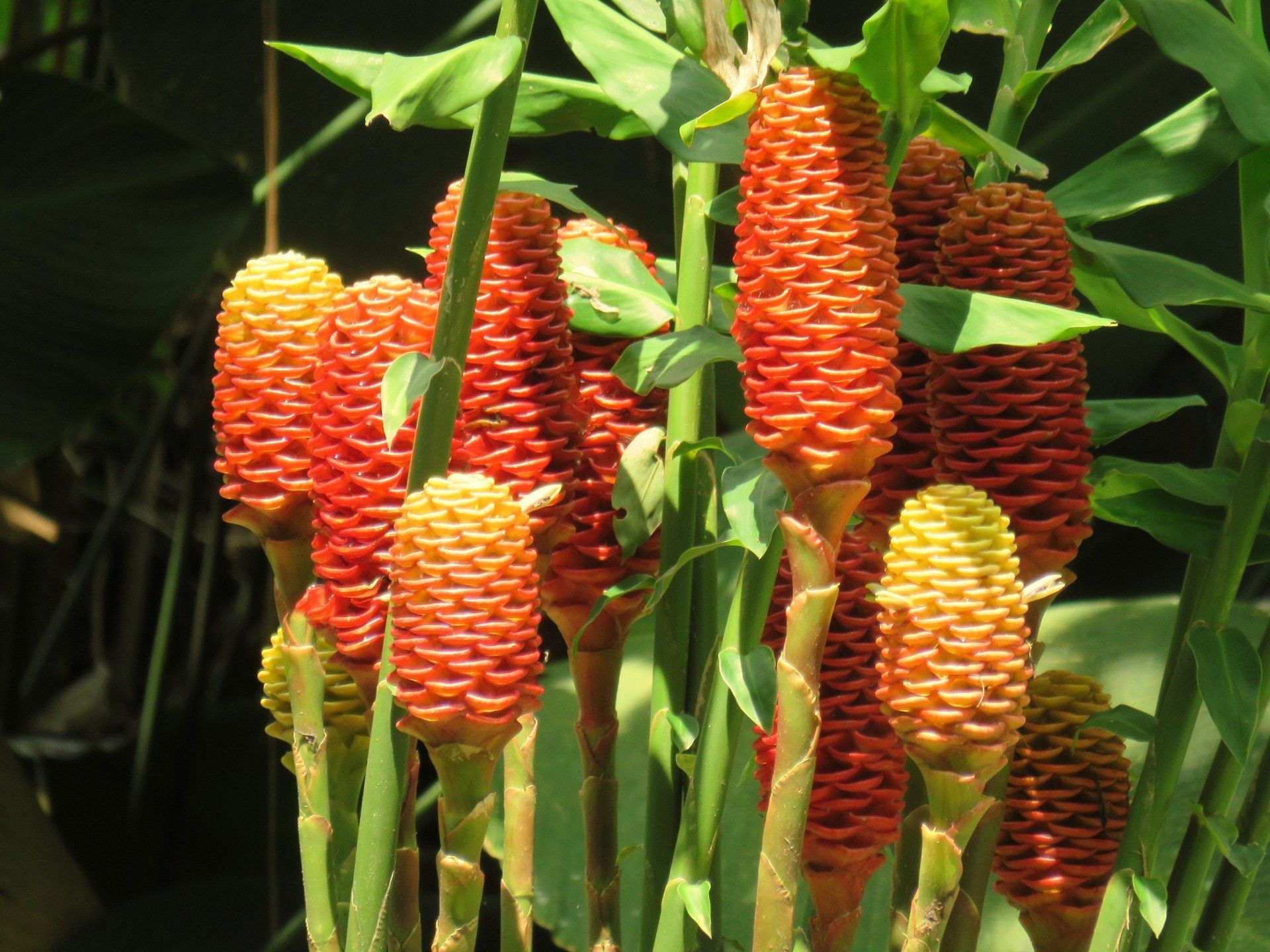 casa rivera del cacao