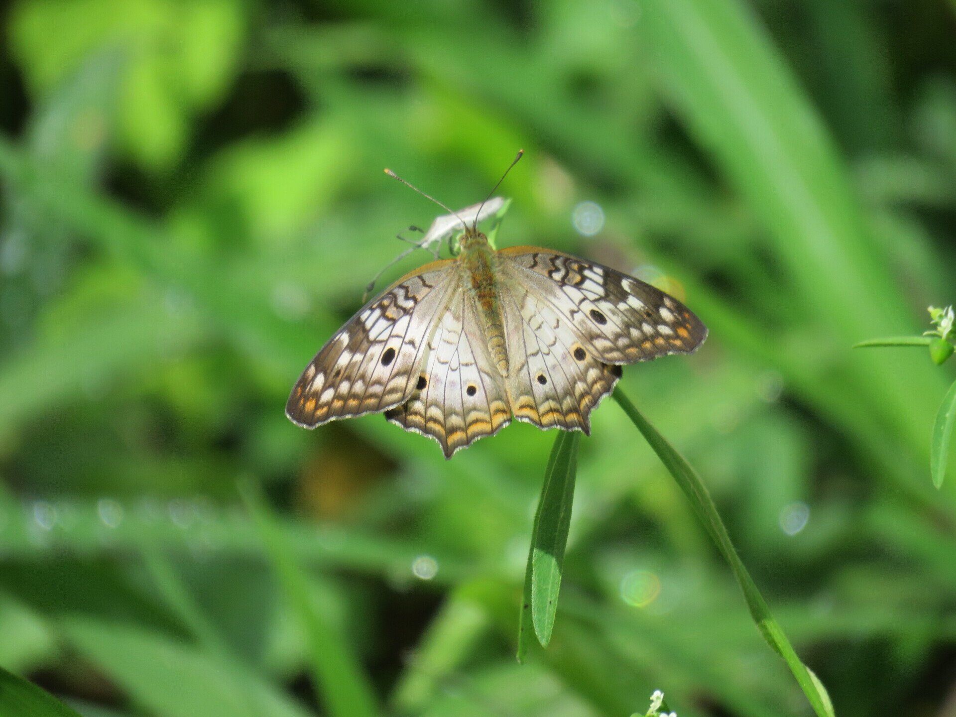 casa rivera del cacao