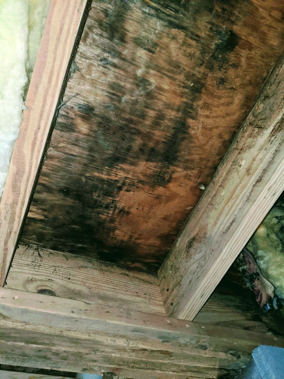 a close up of a wooden ceiling with black mold growing on it