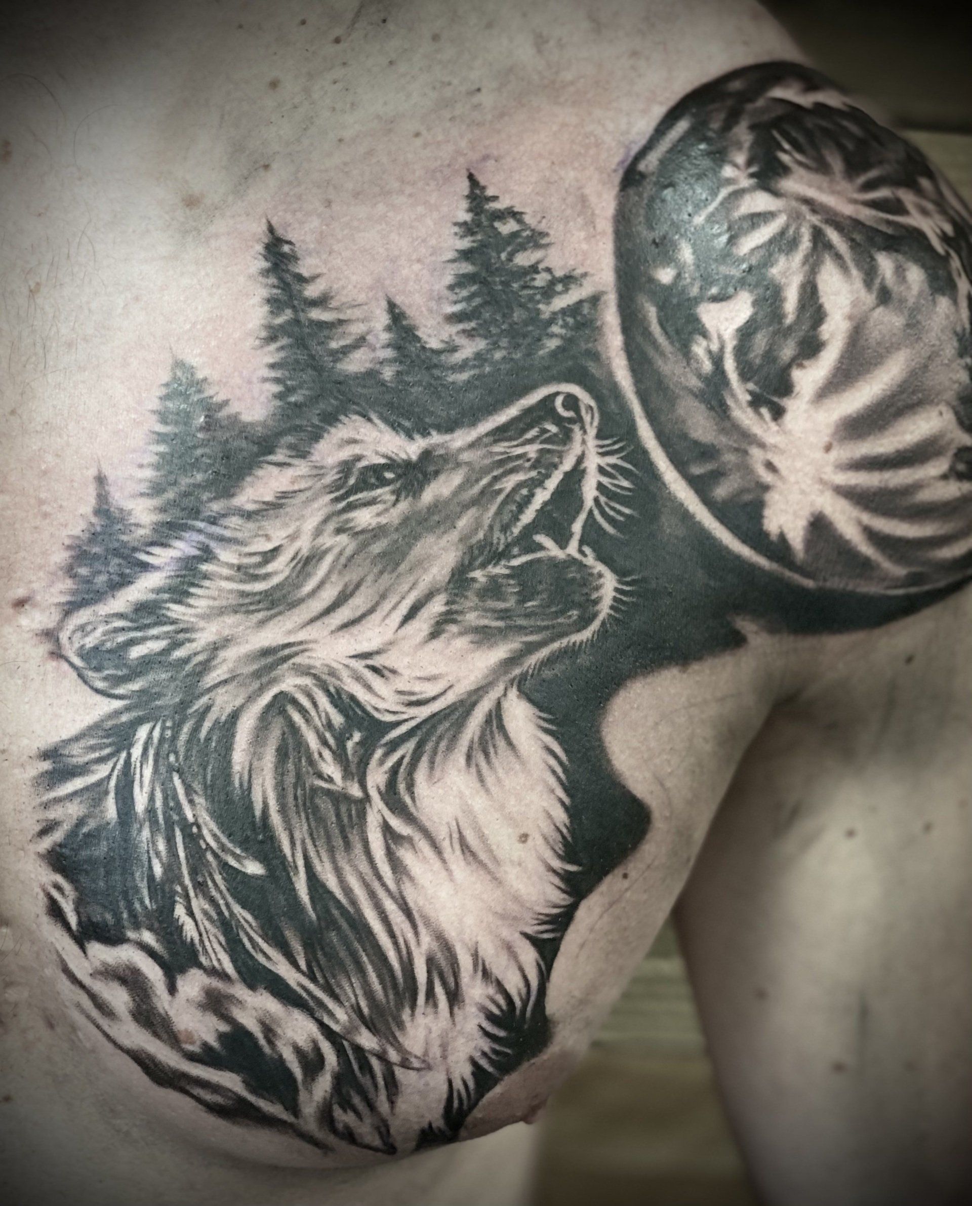 Wolf howling black and grey realism