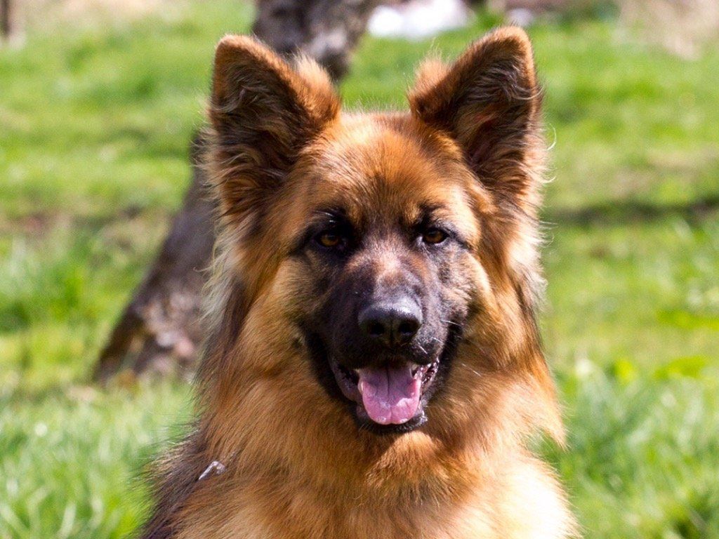 German Shepard dog 