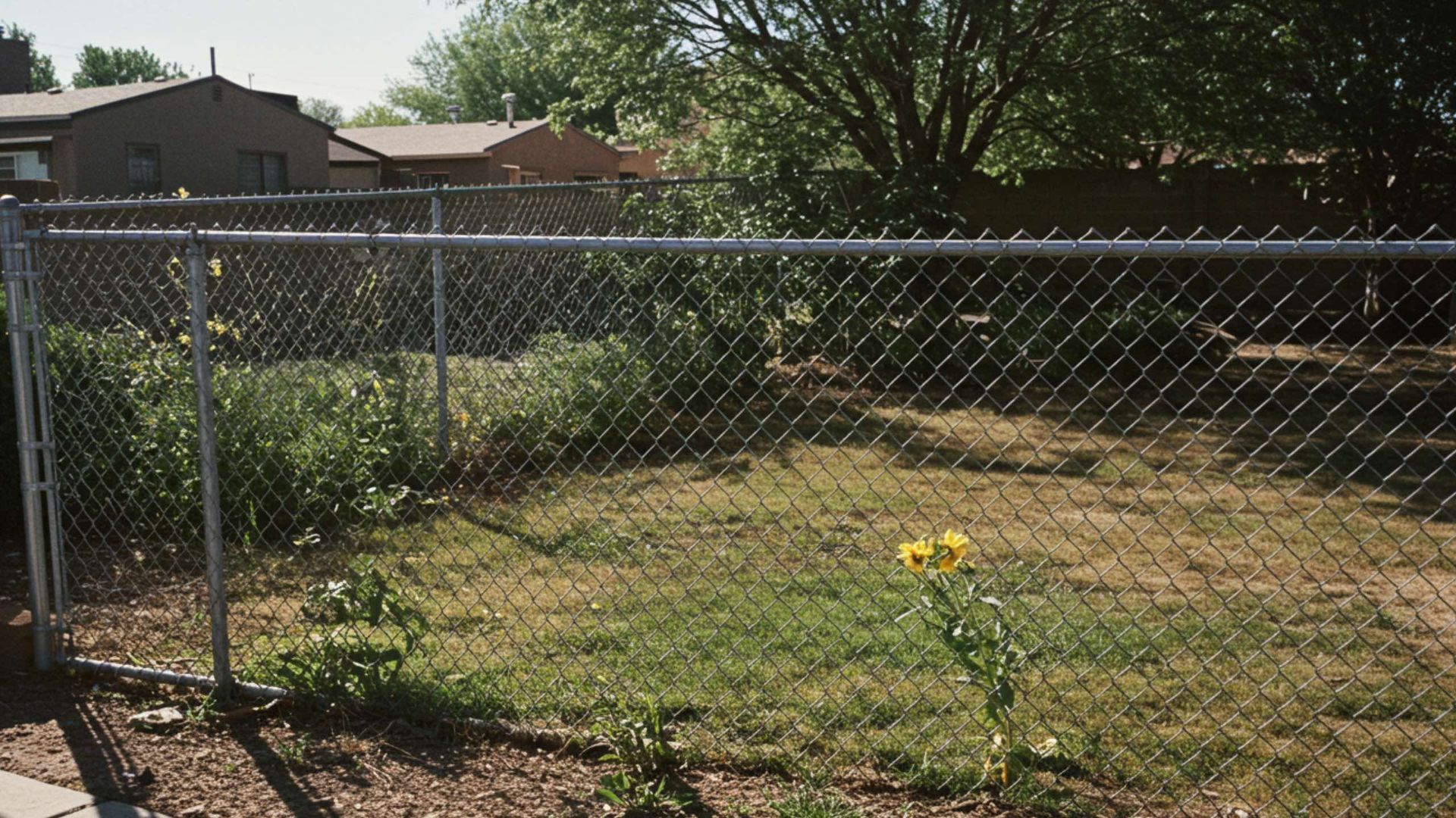 Chain-link fence encloses a backyard with grass and weeds, a single yellow flower blooms.