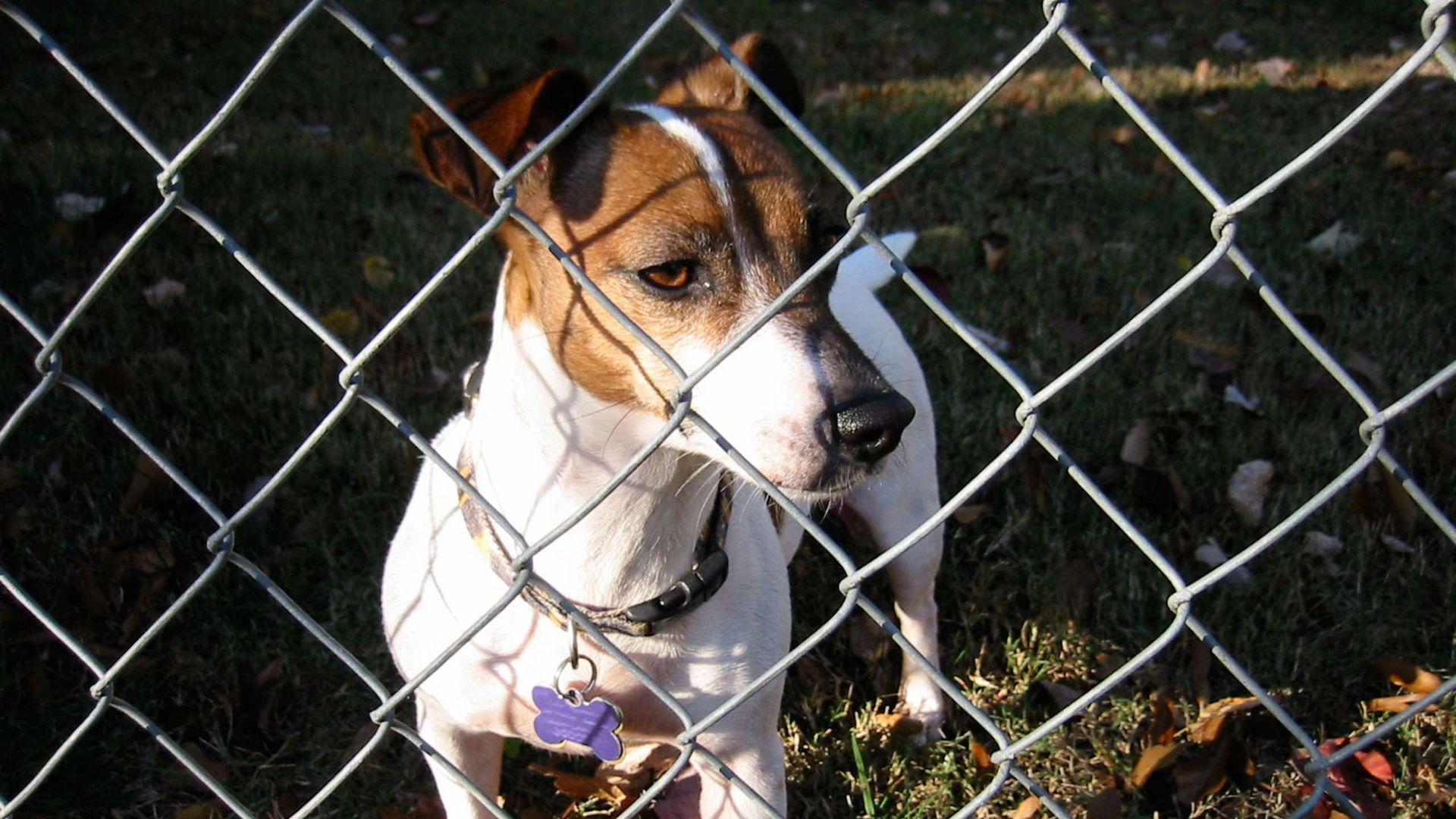 A brown and white dog behind a chain link fence