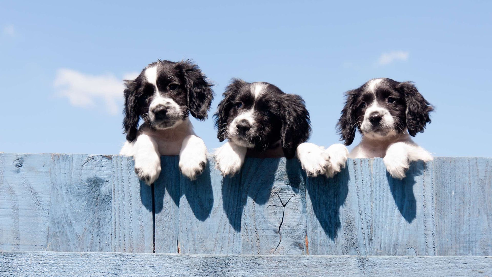 Three puppies are looking over a blue fence