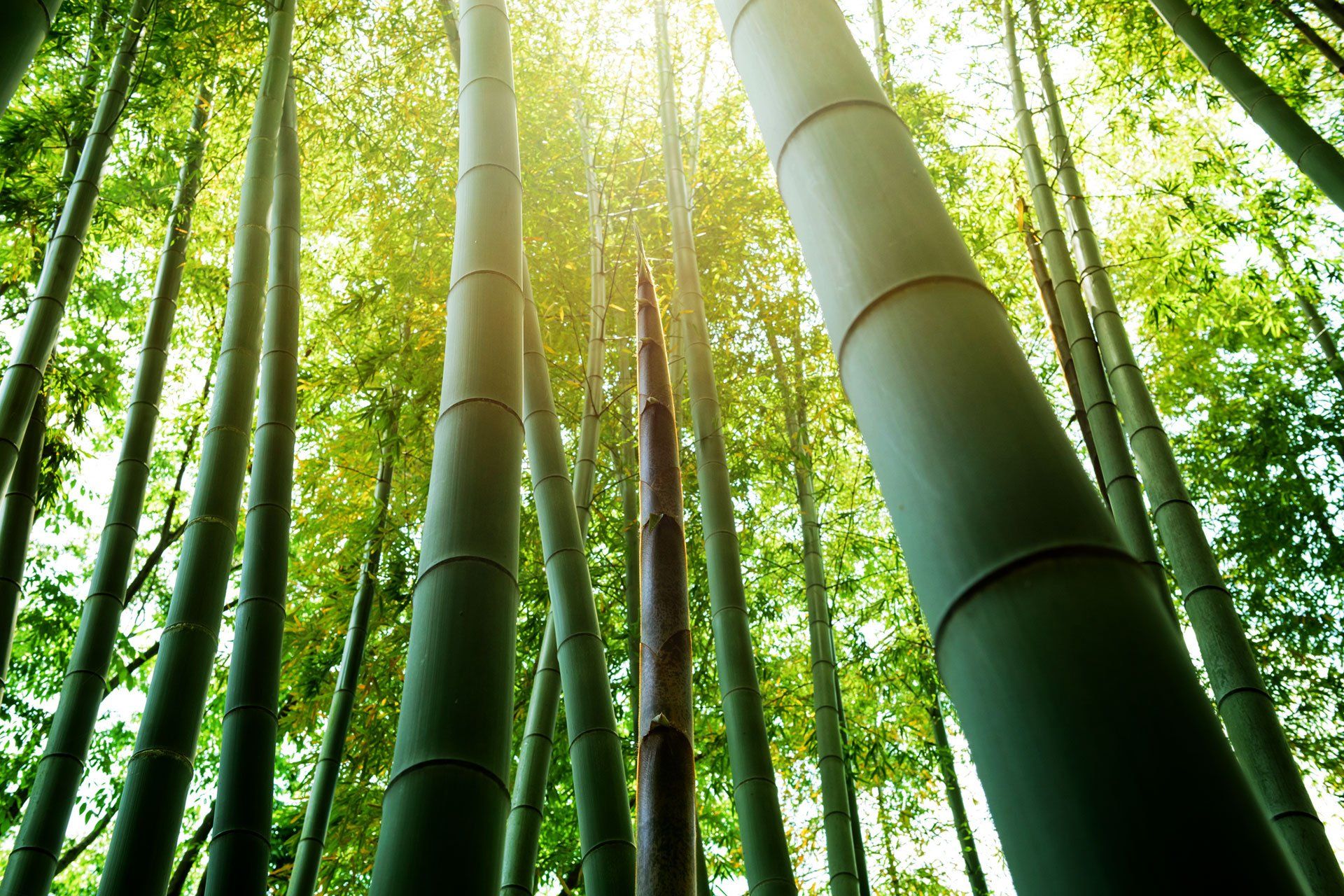 Bamboo Grove Bamboo Shoots — Plympton, SA — Aaron Slape Acupuncturist