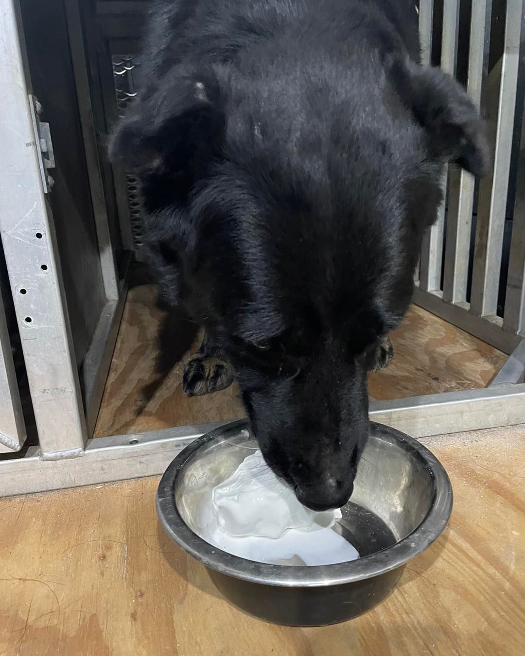 A black dog is drinking water from a bowl.