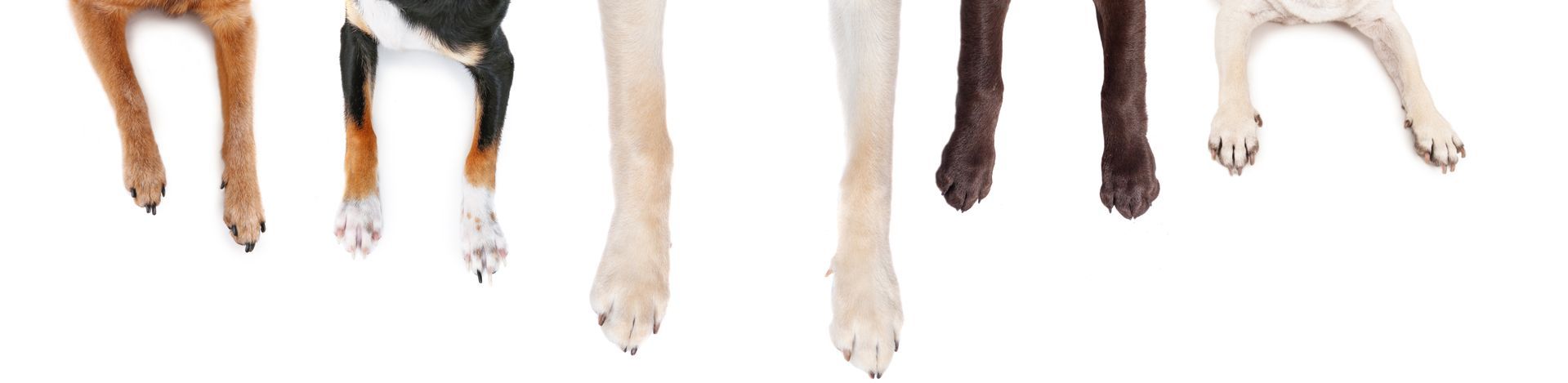 A row of dogs standing next to each other on a white background.