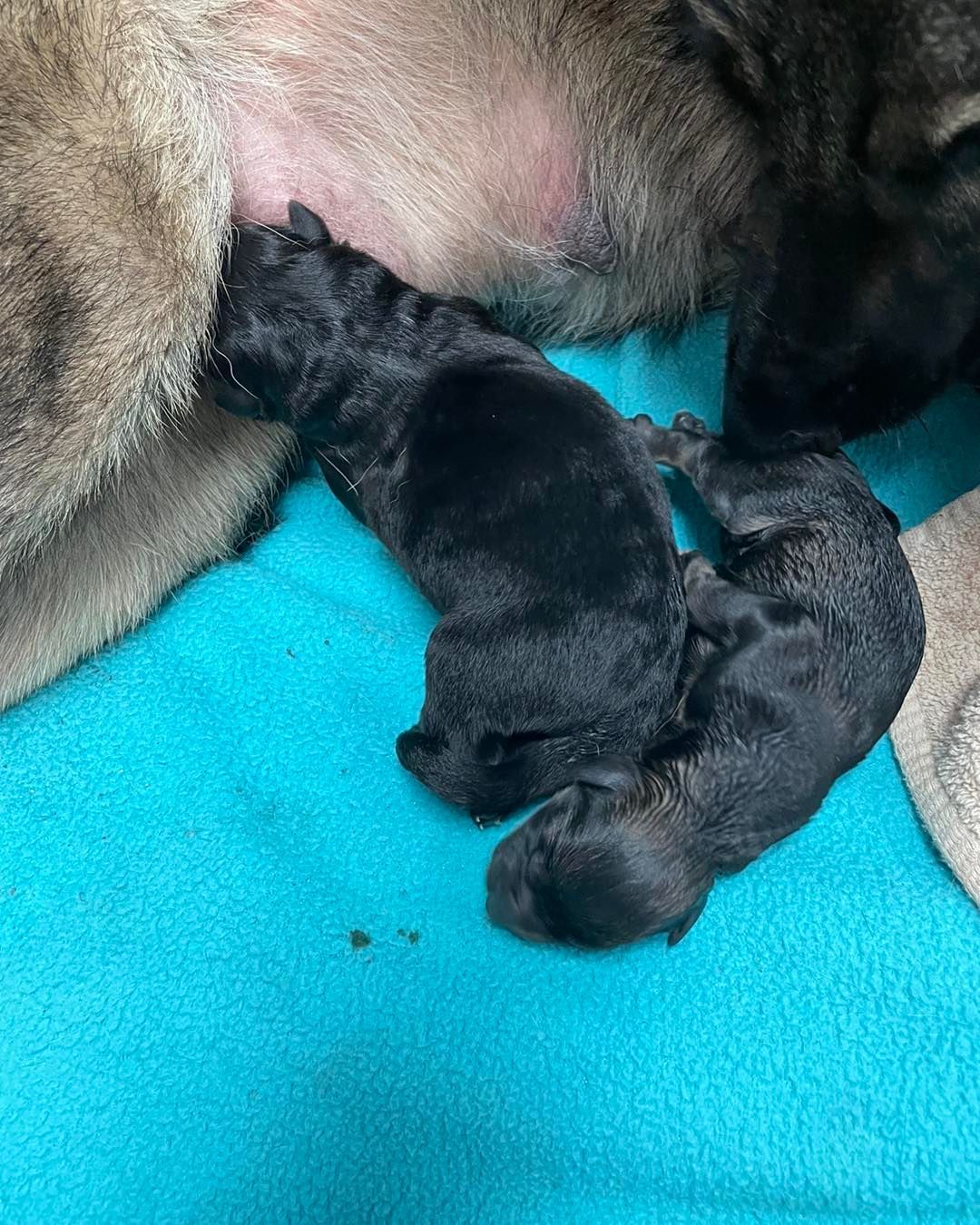 A dog is nursing her puppies on a blue blanket.