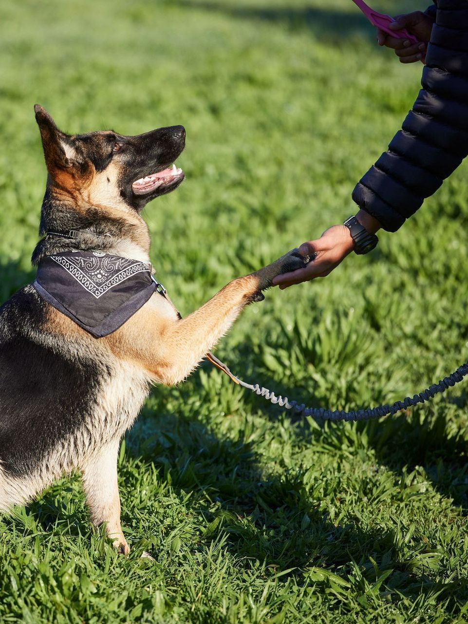 A german shepherd is sitting on its hind legs in the grass while a person holds its paw.