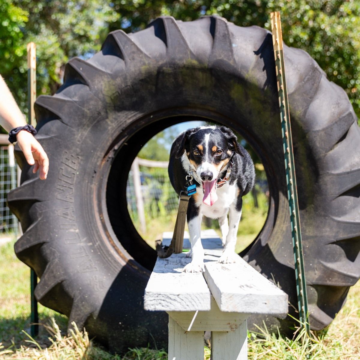 A black and white dog is standing in a tire