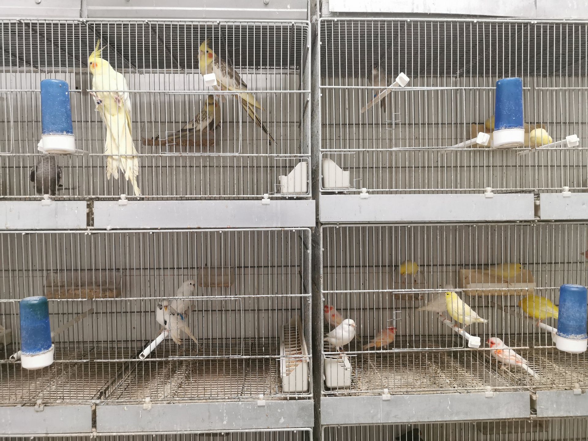 Una rastrelliera per gabbie ospita diversi uccelli, tra cui calopsitte gialle e fringuelli più piccoli e colorati, con abbeveratoi all'interno.