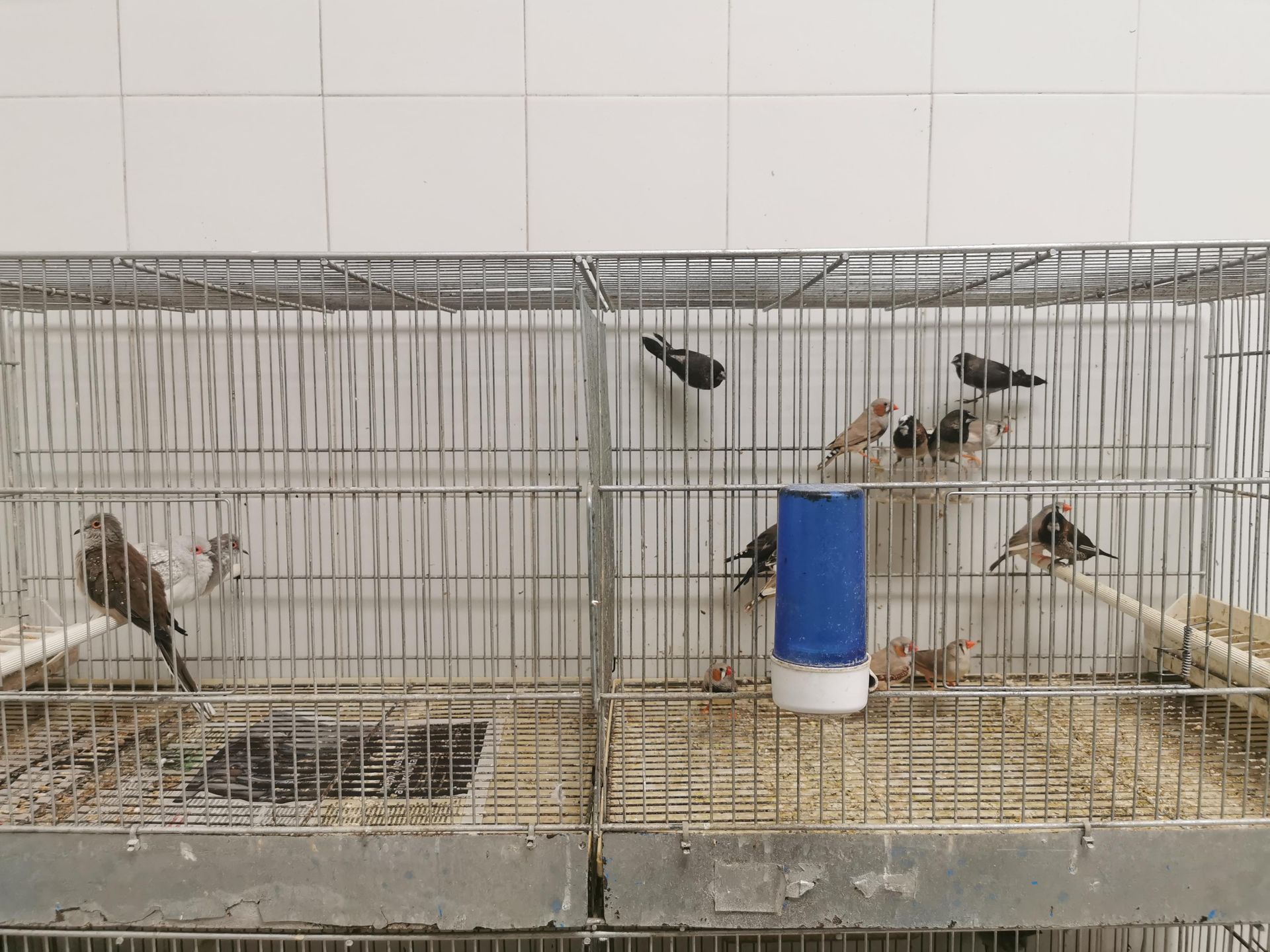 Una gabbia di metallo contenente diversi uccellini marroni e neri, con un abbeveratoio blu nella sezione di destra.
