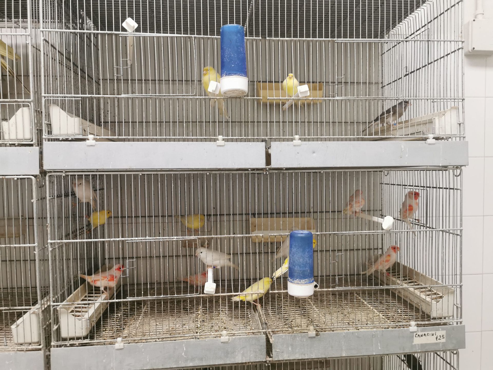 Numerosi uccellini con piume gialle, arancioni e bianche, tenuti in gabbie individuali di filo metallico impilate in file.