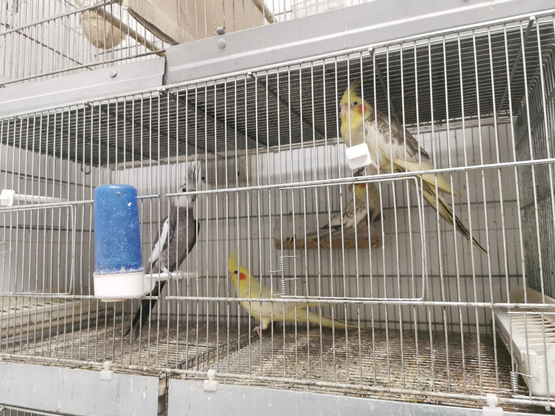 Tre calopsitte, una grigia e due gialle, all'interno di una gabbia per uccelli in filo metallico con un abbeveratoio.