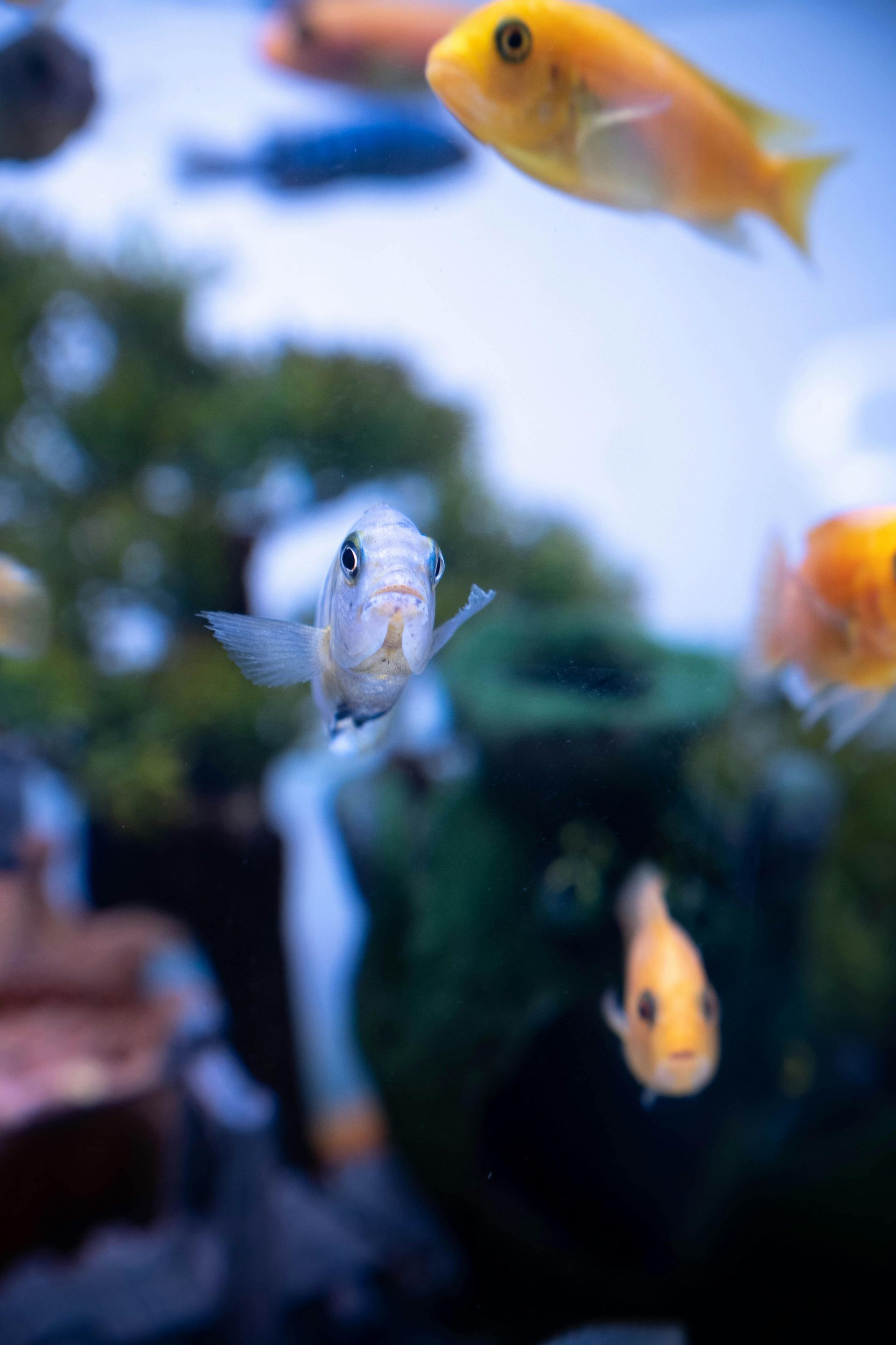 In un acquario dai colori vivaci, un piccolo pesce pallido dagli occhi spalancati nuota verso la telecamera, circondato da pesci gialli e arancioni.