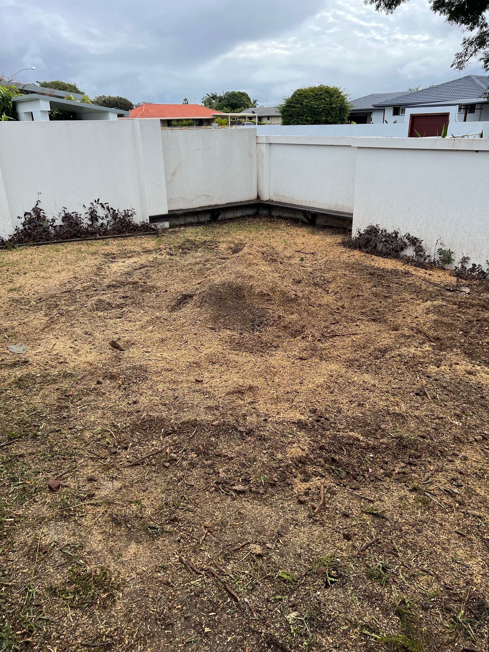 Stump grinding the jacaranda stump.