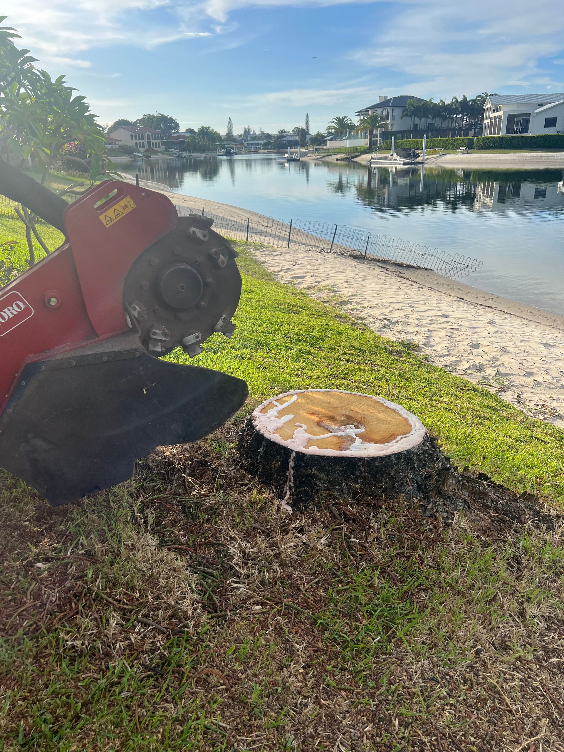 Stump Grinding a Norfolk Pine stump for a new pool.