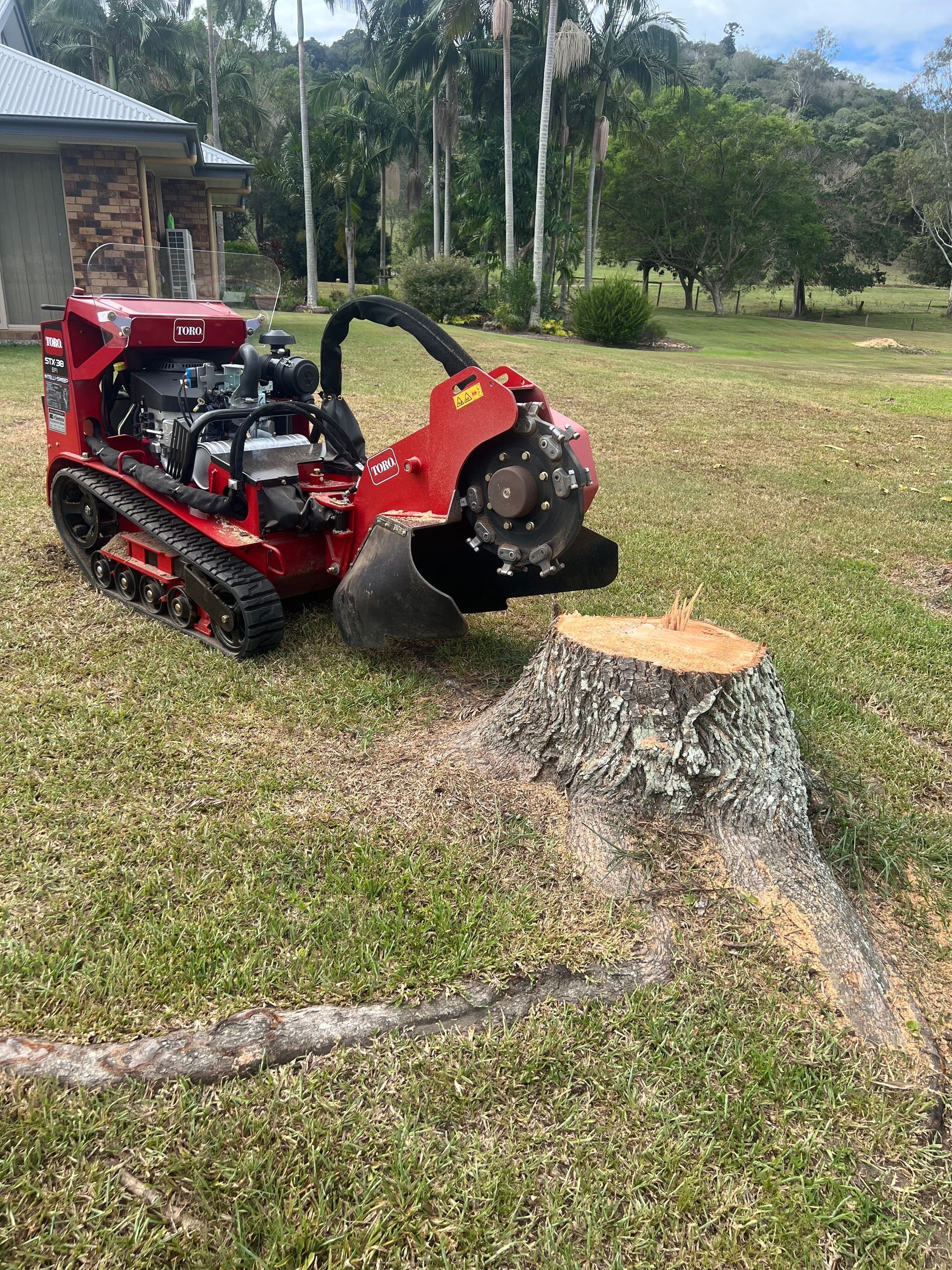 Our Toro is grinding a Silky Oak stump.