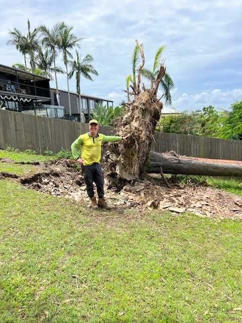 A Spotted Gum tree has fallen over in a storm.