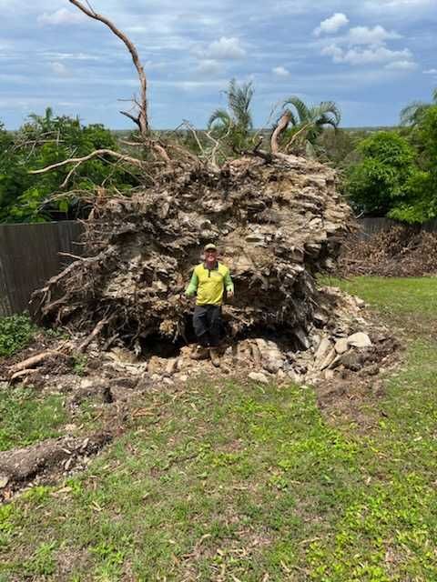 A Spotted Gum tree has fallen over in a storm.
