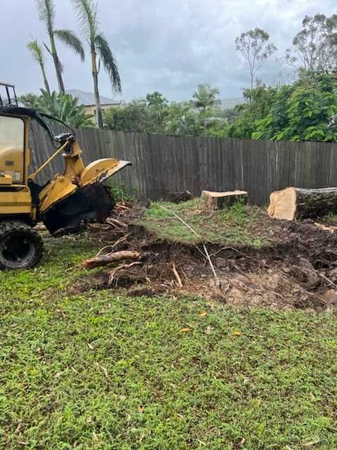 Our stump grinder grinding a spotted gum.