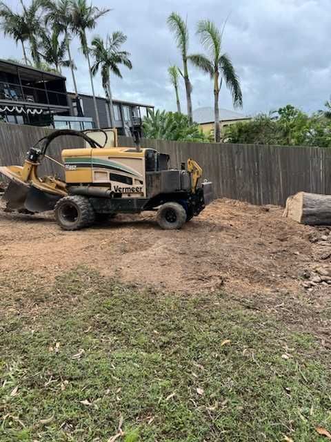 The spotted gum tree has now been removed.