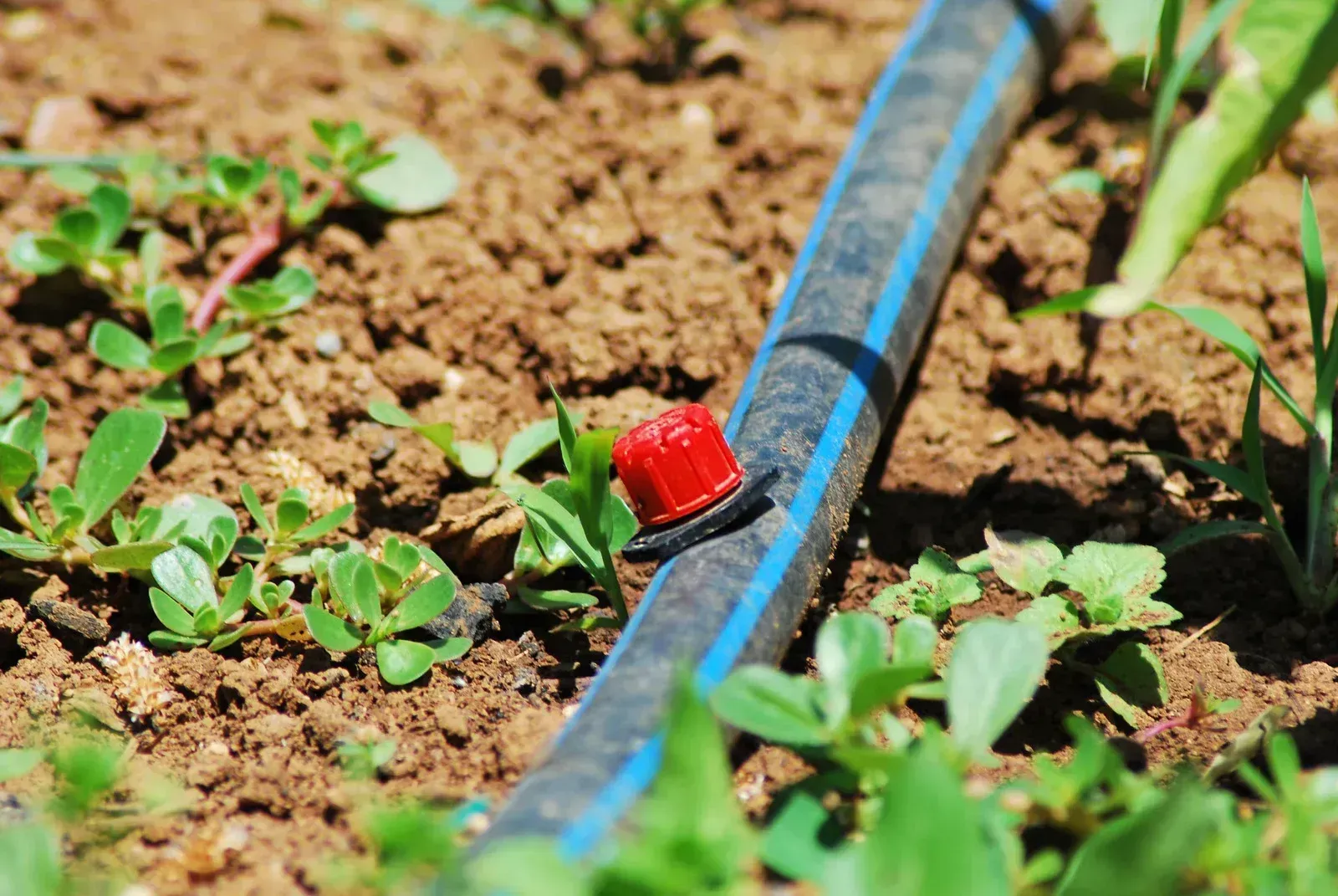 A close up of a drip irrigation system in a garden.
