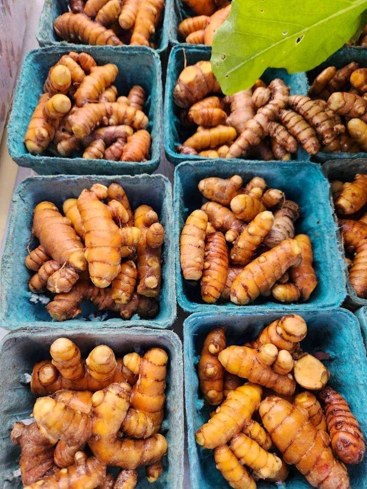 Turmeric